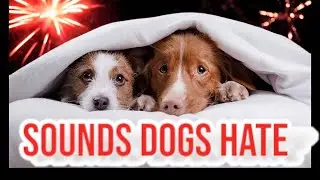 Ger&auml;usche, die Hunde hassen. VERARSCHEN SIE IHREM HUND EINEN STREICH