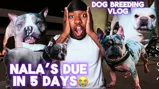 I F***ED UP😭Micro bully pups due in 5 days ‼️exoticbully breeding vlog