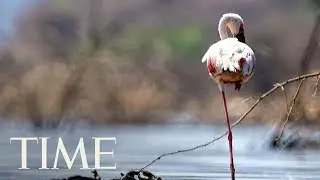 Science Finally Discovered Why Flamingos Stand On 1 Leg | TIME