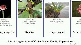 List of Angiosperms of Order Poales Family Rapateaceae superba guianensis Guacamaya Stegolepis