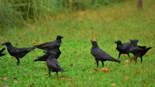 Life Beyond crow First Impressions | Crows Family Breakfast