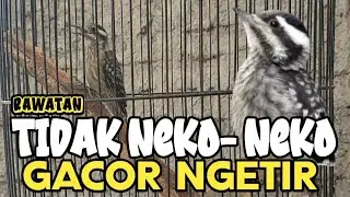 PERAWATAN SIMPEL BURUNG PLATUK BERAS/ SAMPIT AGAR GACOR
