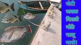 जेटीजवळ दिसले मोठे पालू मासे, जाळ्याला भेटला खेकडा!Kokanatil Masemari Karnyachi Padhati!⚓