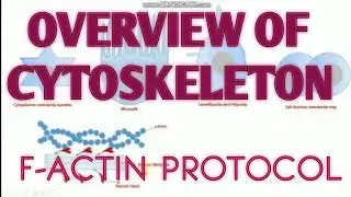 Overview of Cytoskeleton II F-actin protocol