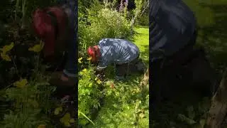 Weeding the border #timelapse #gardening #shorts #oddlysatisfying