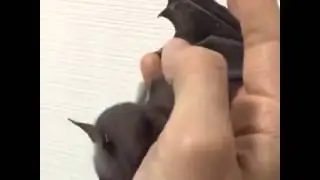 Cute brown bat licking someone's hand...