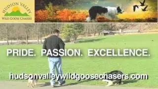 Goose Control by Hudson Valley Wild Goose Chasers