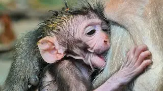 Cutie Jagger baby look so hungry try fast to drink sweet milk mommy.