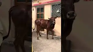 😳Jinda ho gaya Magic cow😳 Logo Heran hai   #automobile new ##viral #trending #reels 