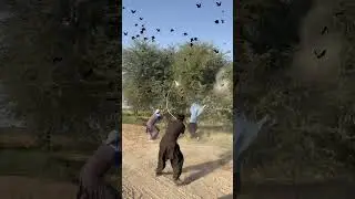 Eagles 🦅 Hunting #birdnest #trendingshorts #villagelife  😱 #foryou #birds #vogel #nest #hunting