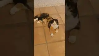 WHY are Calico Cats SO Cute?! 😻 #catvideos #calico #catlover