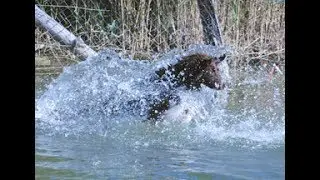 HundImFreibad.ch 17.9.2017 Freibad Meierwiesen Wetzikon