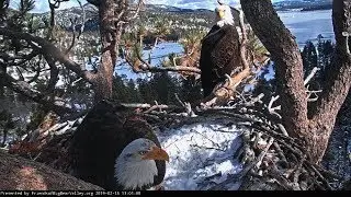 2-18-19 Big Bear Eagles~ Shadow Lays In The Nest Bowl!