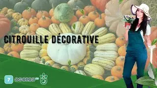 Citrouille d&eacute;corative