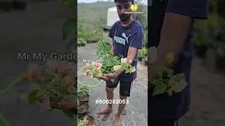 bougainville combo offer #mrmygarden #garden #gardeningplants #plants