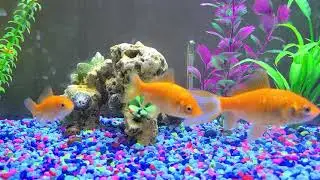 Goldfish. Too high Ammonia and/or PH? Scale loss. Skin tear/peel. Black spots. Red spots. 2.18.21