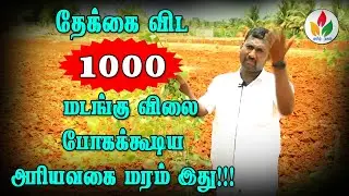 தேக்கைவிட 1000 மடங்கு விலைபோகக்கூடிய அரிய மரம்!! | Rosewood tree in tamil | eeti tree in tamil