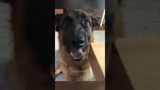 dogs being idiots #cutegolden #funny #funnypets #pets #funnydogs #animals #petvideos #lovegoldens