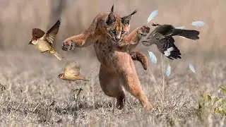 2022 Documentary Nature | Negev Desert - From the Ramon Crater to the Arava Valley | Wildlife Animal