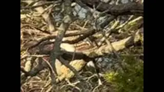 Hawk having a snack at Takoma metro