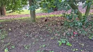 2025-12-11 LJUBLJANA Krajinski park Tivoli RODENTIA Sciurus vulgaris NAVADNA VEVERICA
