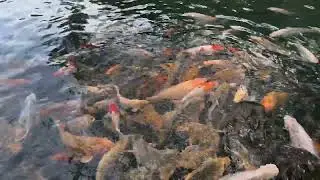 Pasukan Koi Telaga Biru Cicerem