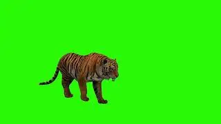🐅 Realistic Tiger Green Screen | 4K HD | No Copyright