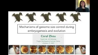 Coral Zhou: Mechanisms of Genome Size Control during Embryogenesis and Evolution.