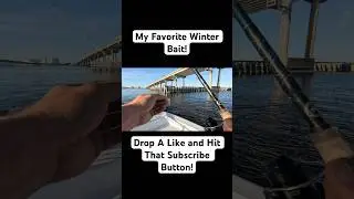 Easiest Way To Catch A Winter Snook! #shorts #fishing #foryou #shortvideo #florida #fish