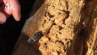 Eastern Eyed Click Bug and Wood-Boring Larvae (4K) - Episode 11
