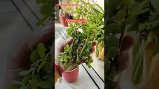 Как вырастить нефритовое растение черенками #сад #садоводство #растения #природа #короткиевидеона...