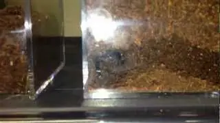 Monocentropus balfouri Rehoused.MOV
