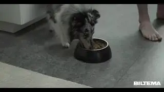 Hundemad - Premium Hundemad til en super pris