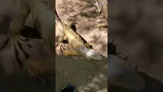 Iguana Farm, Roatan, Honduras