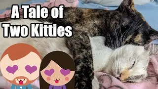 One Year After Adopting a Bonded Pair of Rescue Cats