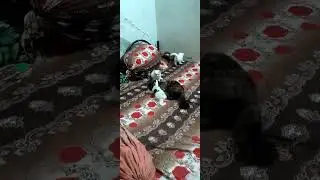 Babys Kittan are playing  and Mother caught her baby