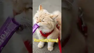 💓 Watch this adorable kitten play with yarn #catlover #shorts #cute