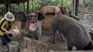 How I Take Care of Pigs on My Farm  | Pig Farm