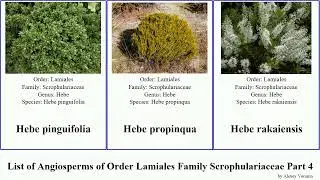 List of Angiosperms of Order Lamiales Family Scrophulariaceae Part 4 hebe myoporum jamesbrittenia