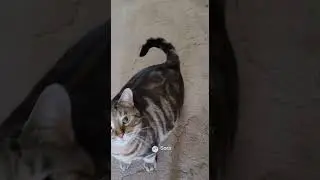 Cat Startled by Its Own Fart | AI Parody Short