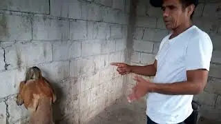 ang pagtindig at pariwarik  na pagsasanay kay Draven, owner trainor k9 belgian malinois