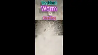 514 Beautiful Natural Life ||#shorts || The black worm is resting.