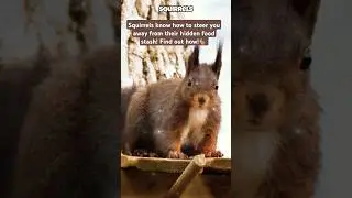 6 Fun Facts About Squirrels #shorts #facts