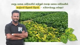 Yellow vein mosaic in pulses பயறு வகை பயிர்களில் ஏற்படும் மஞ்சள் தேமல் நோய் -சரிசெய்வது எப்படி?