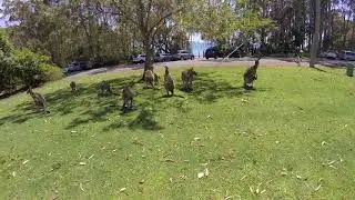 Depot Beach Wallabies 2