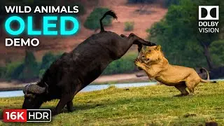 8K OLED Perfection: Animals Planet HDR Dolby Vision 60fps Demo (Ultra HD)