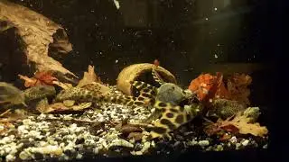 L124 - Ancistomus sabaji ( pleco - L-welse )