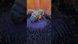 Thick thighs save lives! #bees #pollinators #nature #rvlife #travel