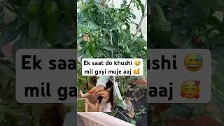 Wow aaj mene Shimla mirchi deki #gardening #garden #plants #shortvideo #farming #viralvideo