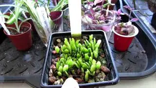 My Christmas & Easter Cactus Seedlings - UPDATE Schlumbergera / Rhipsalidopsis